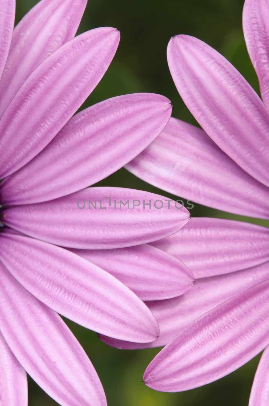 Purple and pink daisy flower in fool bloom