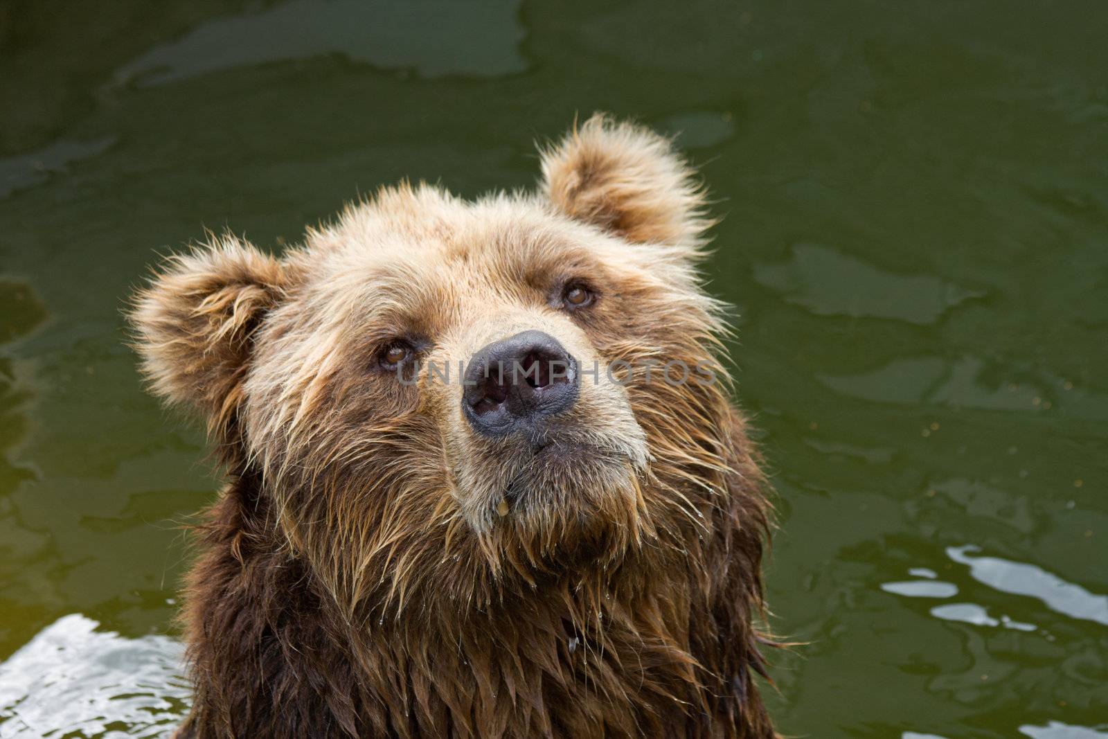 brown bear