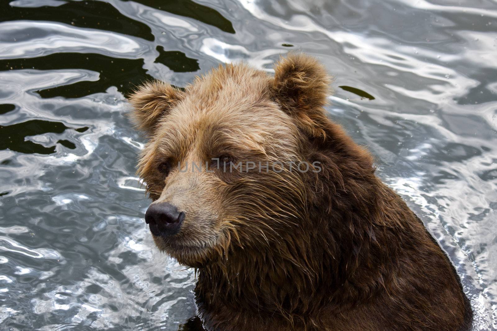 brown bear