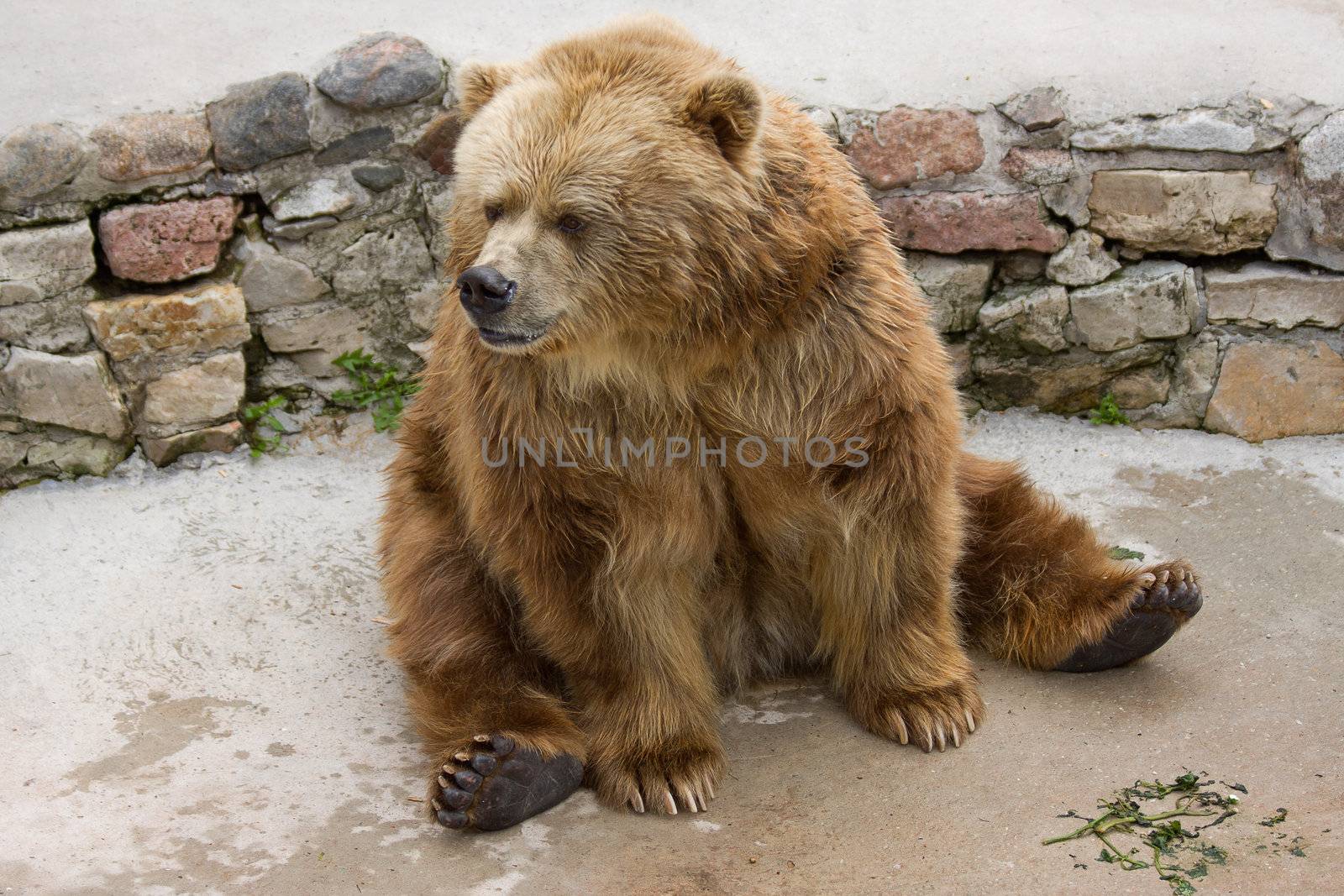 brown bear
