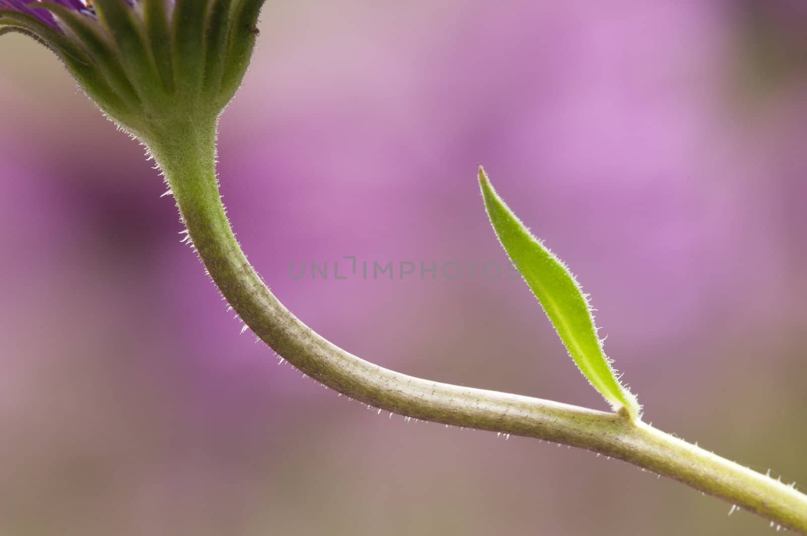 Purple and pink daisy flower in fool bloom