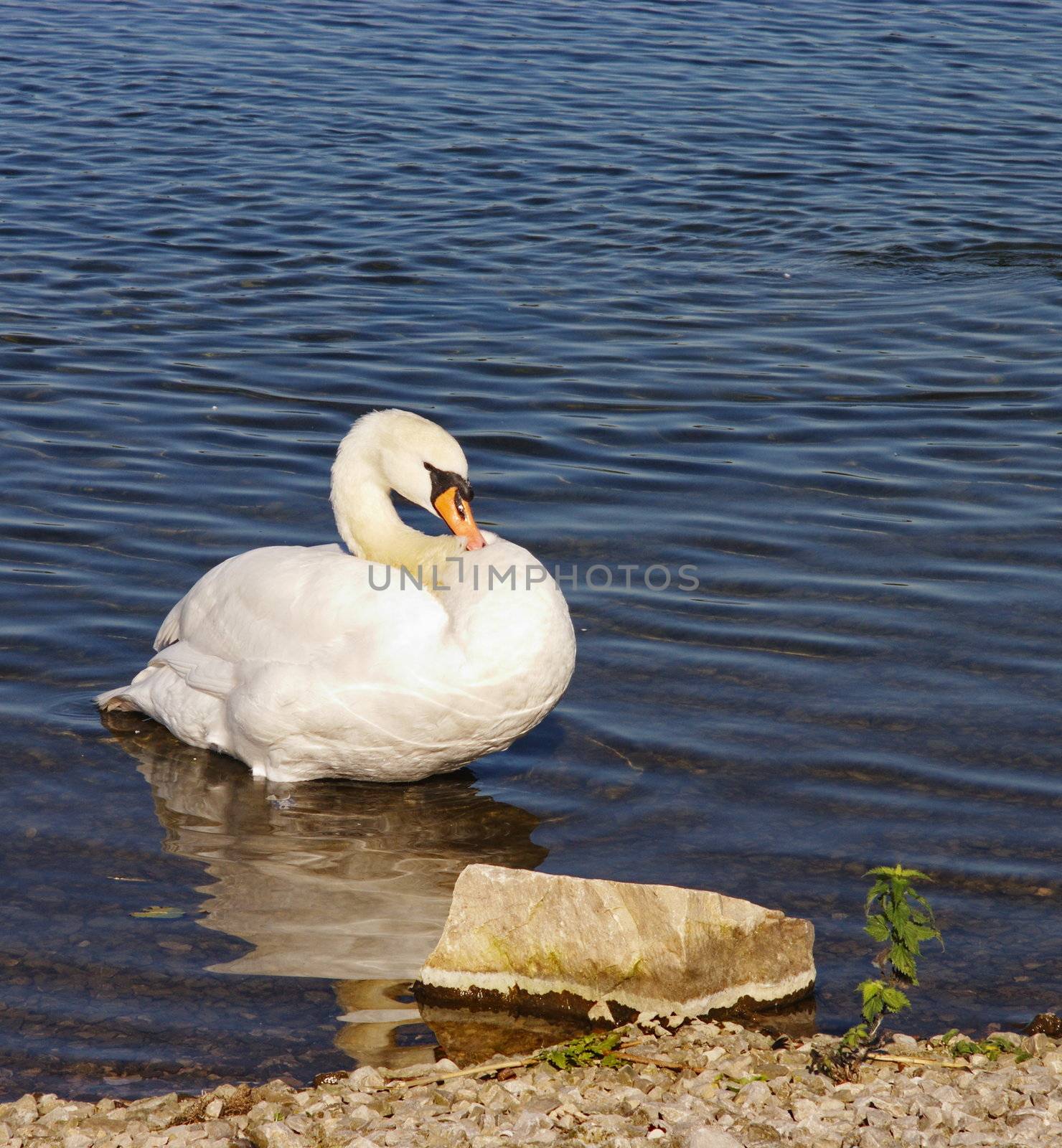 swan preening itself as it wades in the edge of the lake