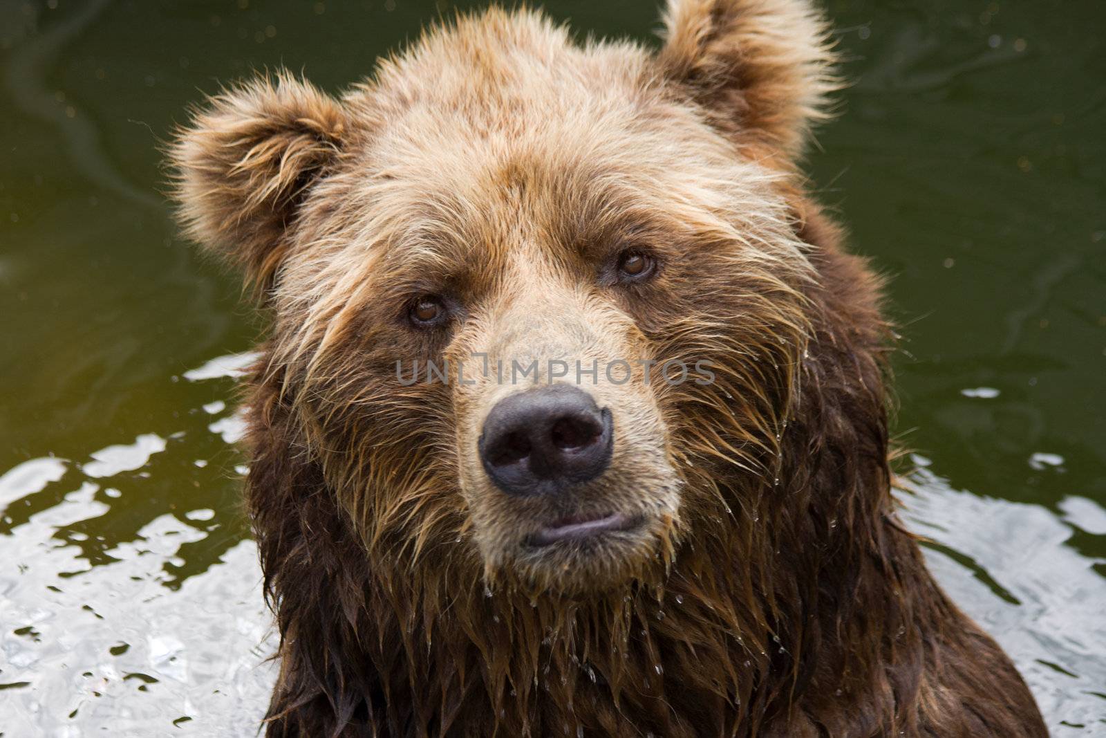 brown bear