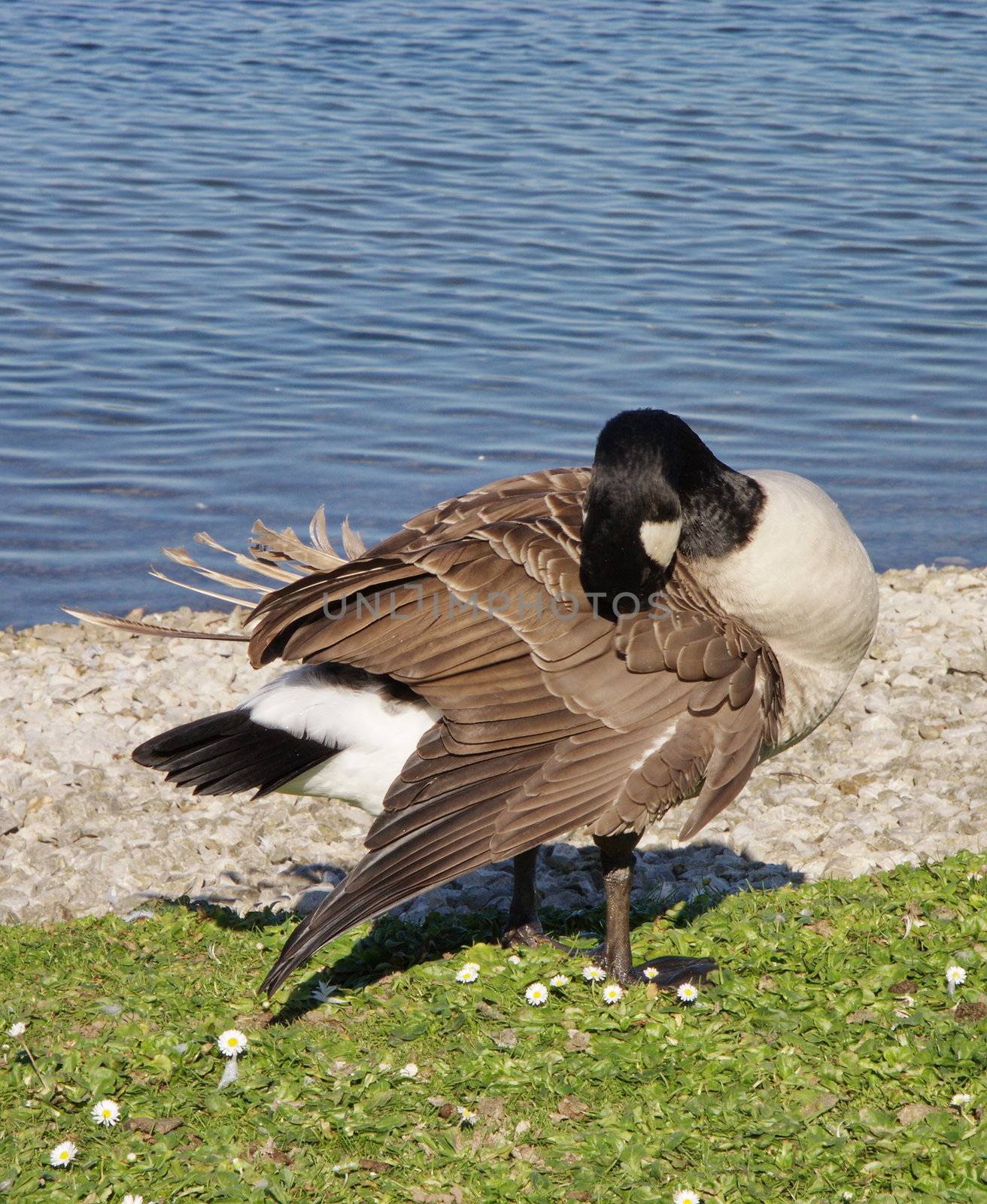 Canadian goose preening itself at the side of a lake
