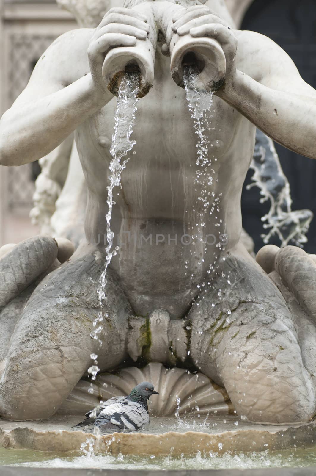 Grey pidgeon taking a bath in a fountain water