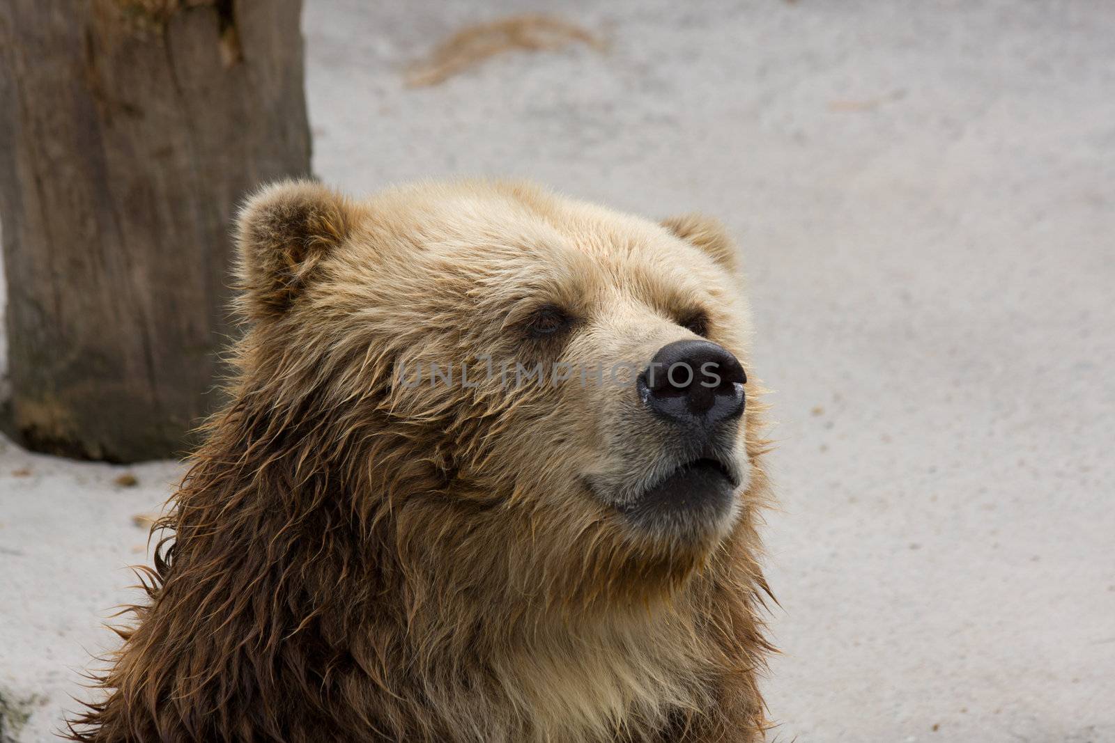 brown bear