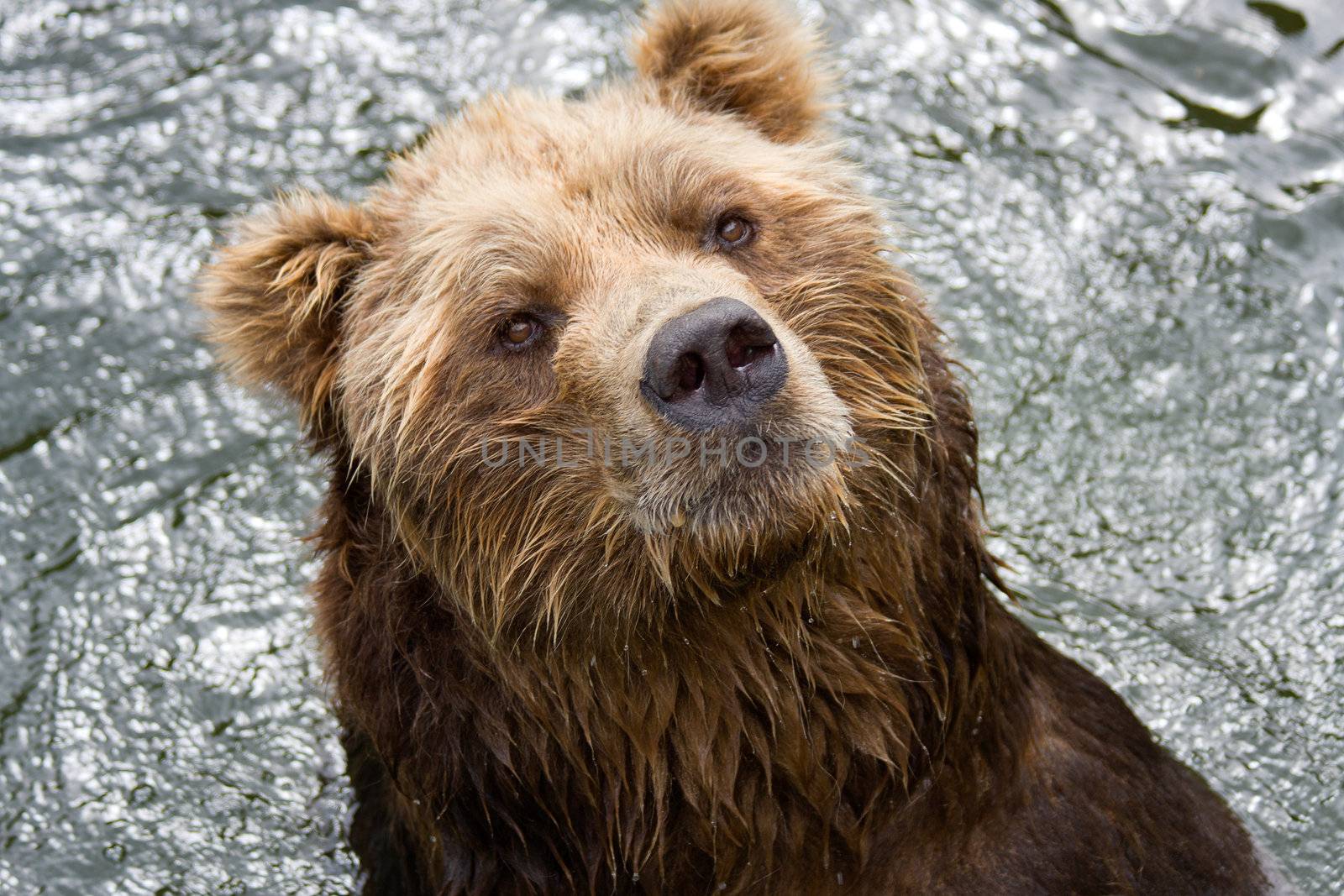 brown bear