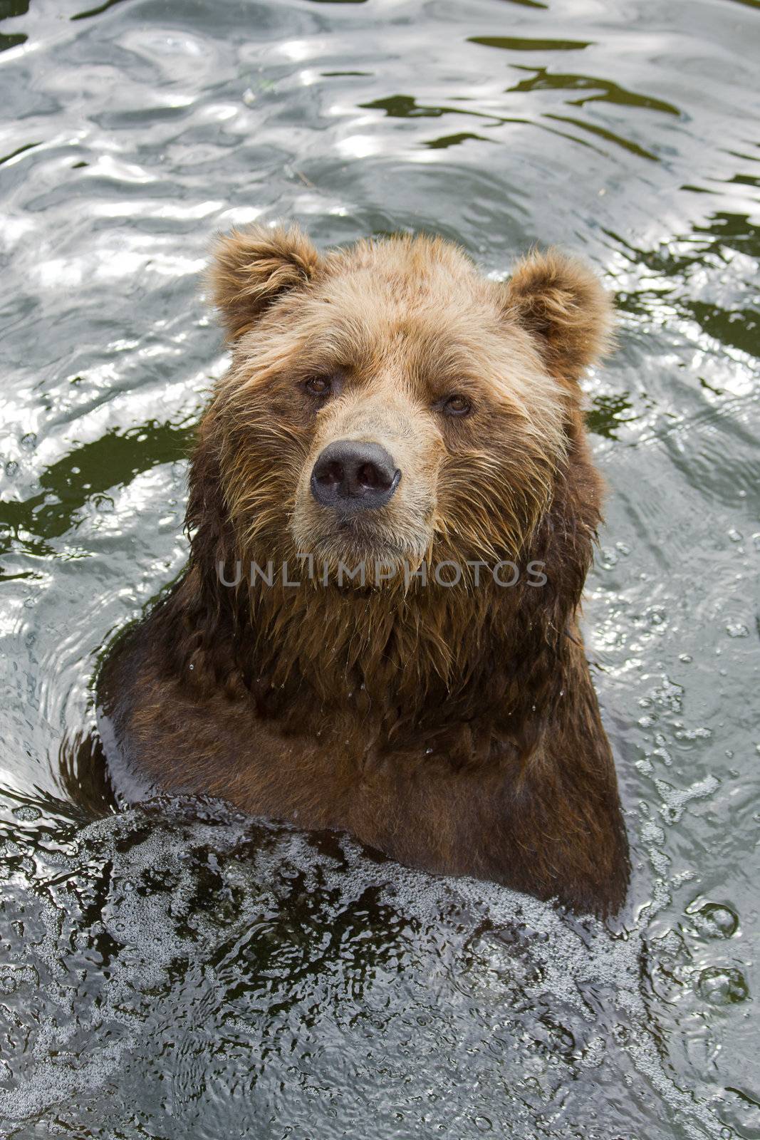 brown bear