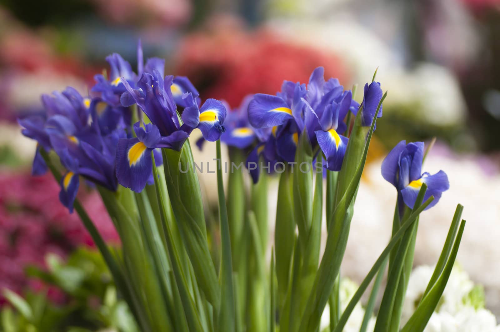 Iris blue flowers in full bloom