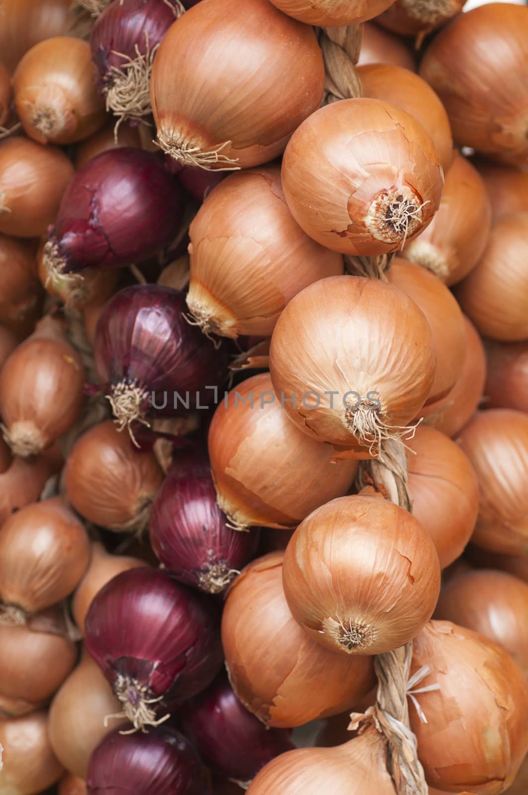 Onions of different types, sizes and colors