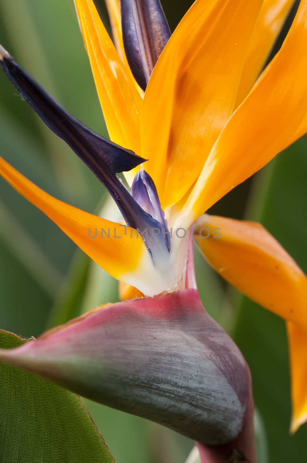 Strelitzia,  bird of paradise flower,  crane flower.