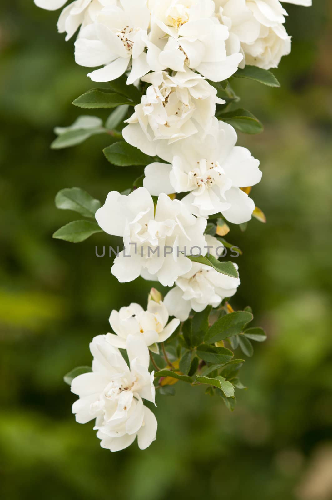White dog rose, Rosa canina, hanging branch
