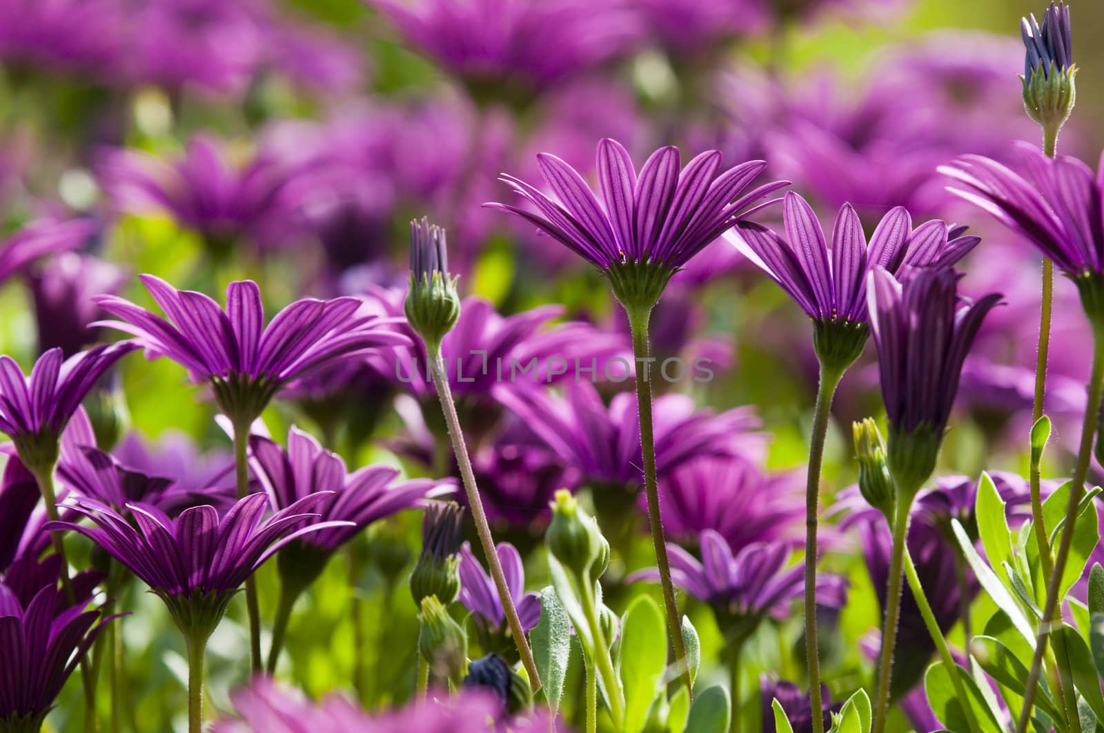 Purple and pink daisy flower in fool bloom