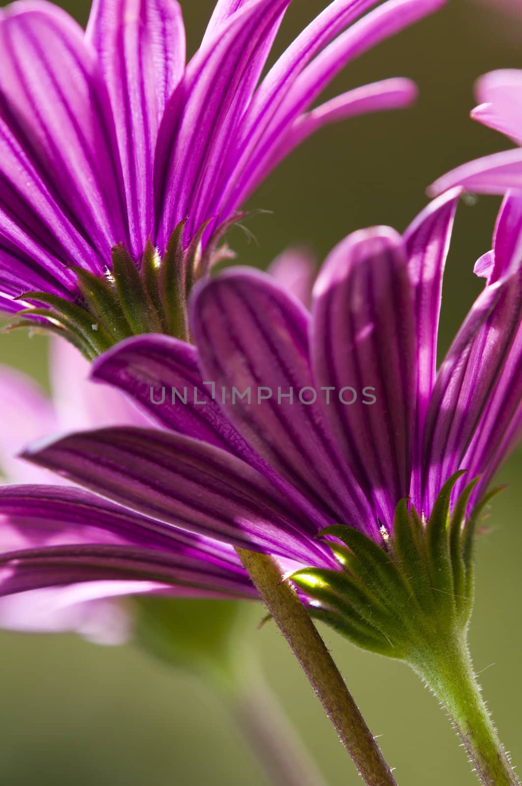 Purple and pink daisy flower in fool bloom