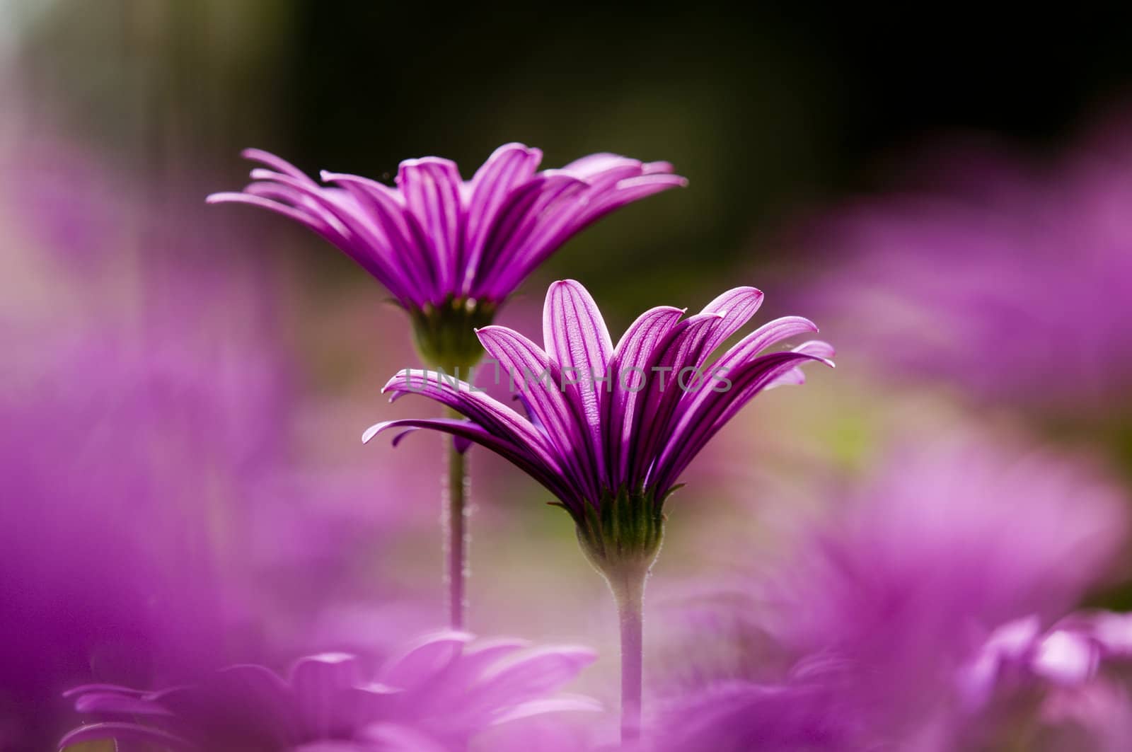 Purple and pink daisy flower in fool bloom