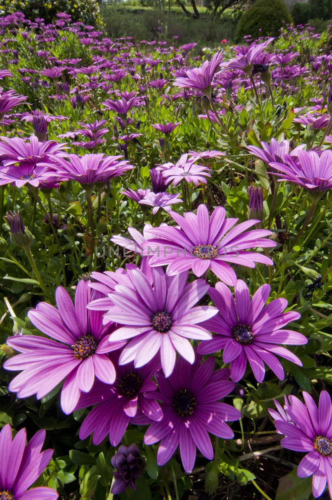 Purple and pink daisy flower in fool bloom