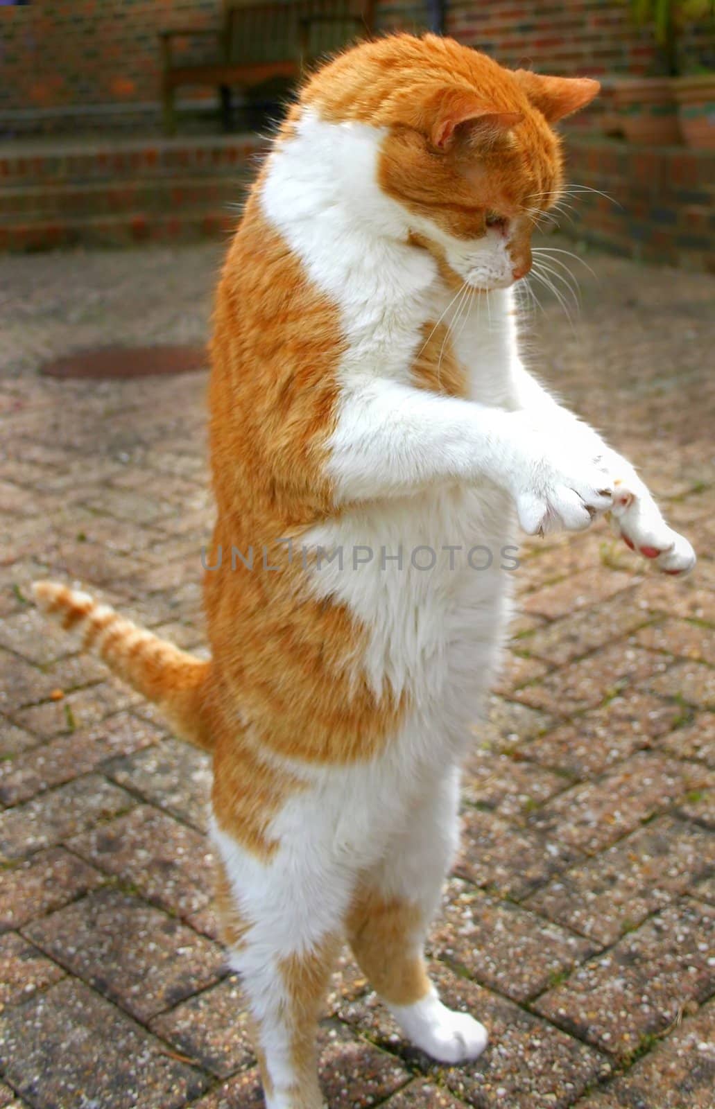 A Cat standing up on two legs