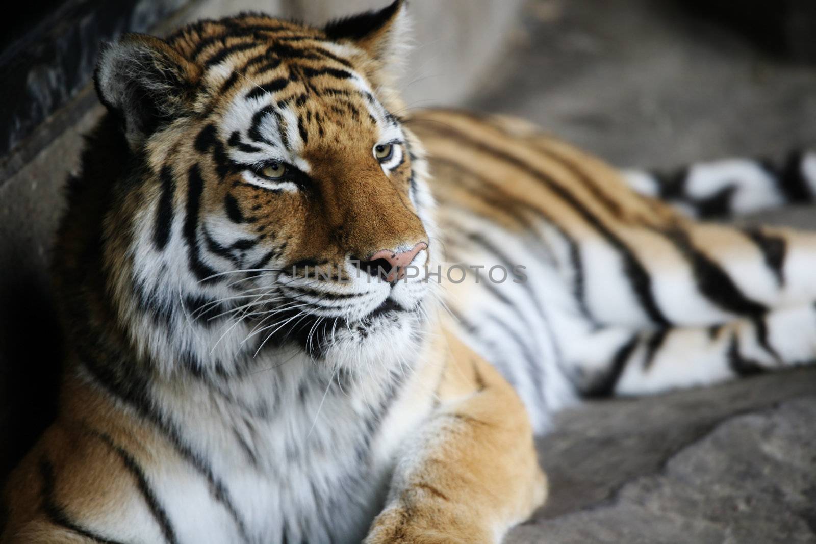 Handsome tiger resting  in cool corner of habitat, with dark corners. Shallow DOF used, on face