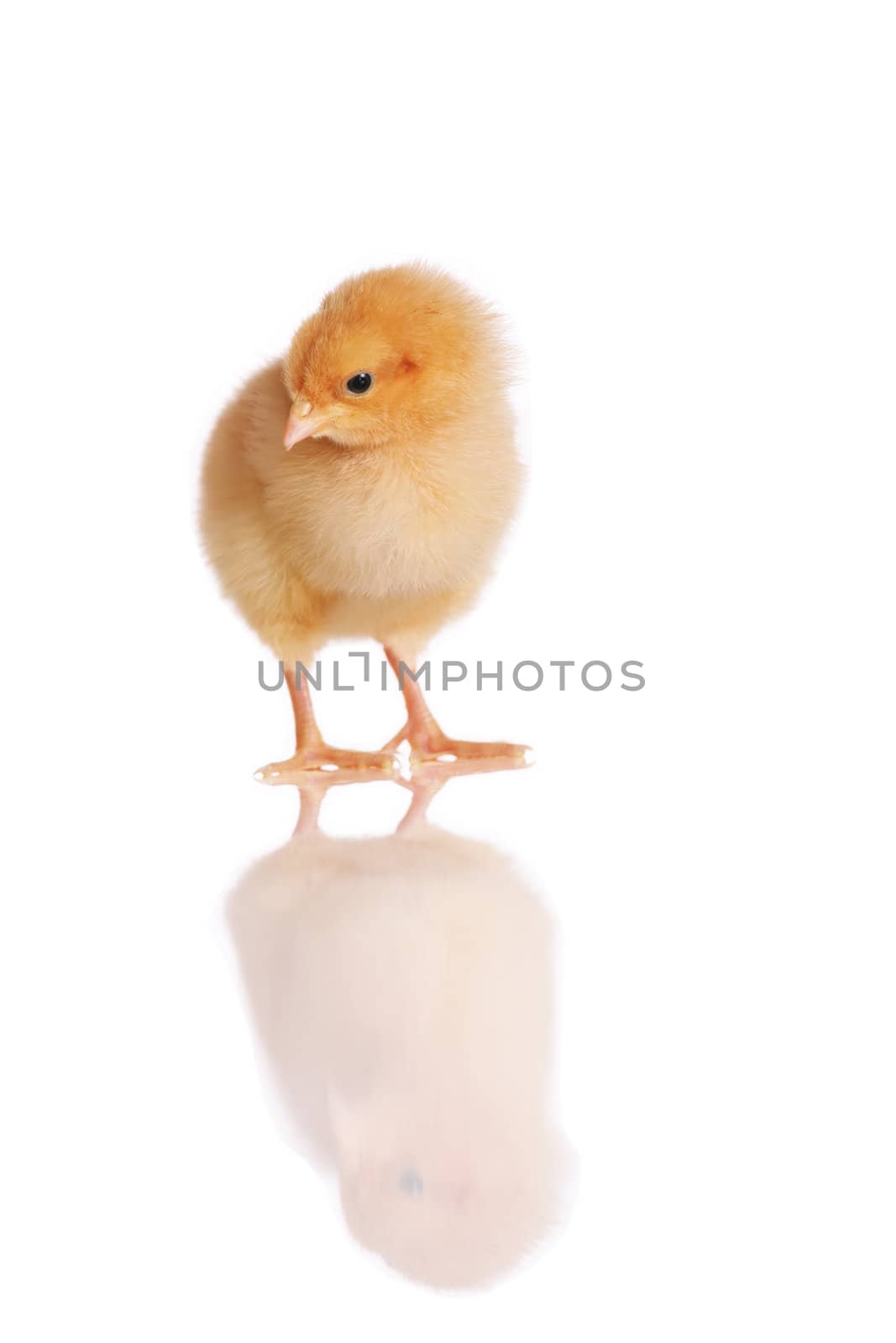 Chick standing isolated on white by jarenwicklund