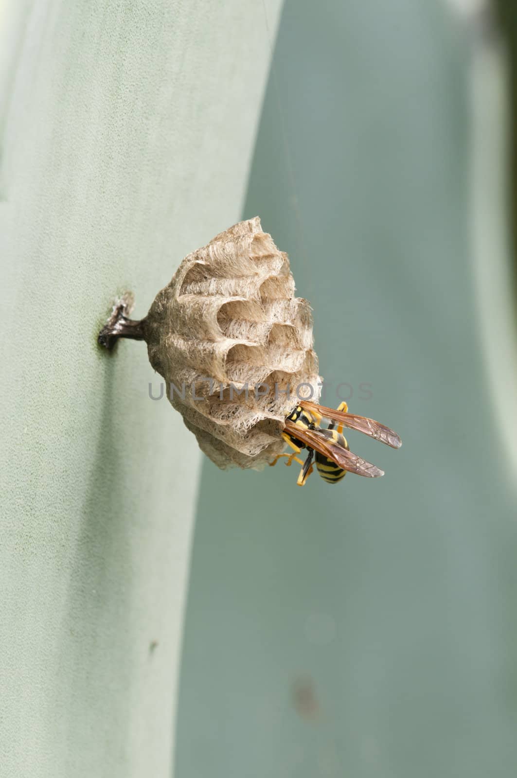 Wasp building its nest to breed