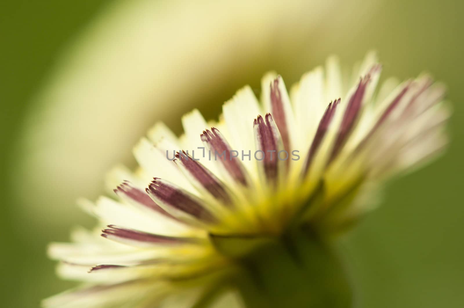 Dandelion flower in Spring and full bloom