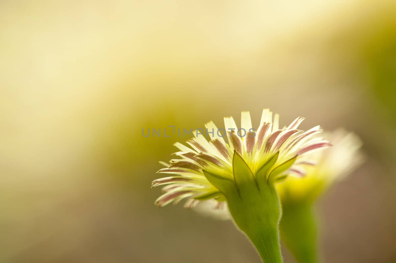 Dandelion flower in Spring and full bloom
