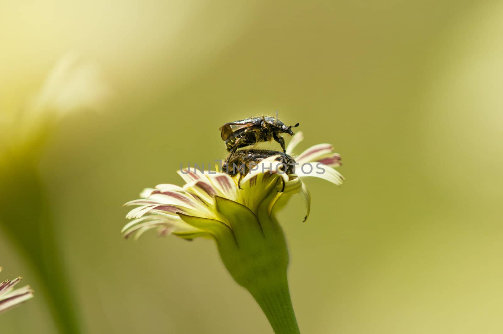 Dandelion flower in Spring with two mating coleopteron insects
