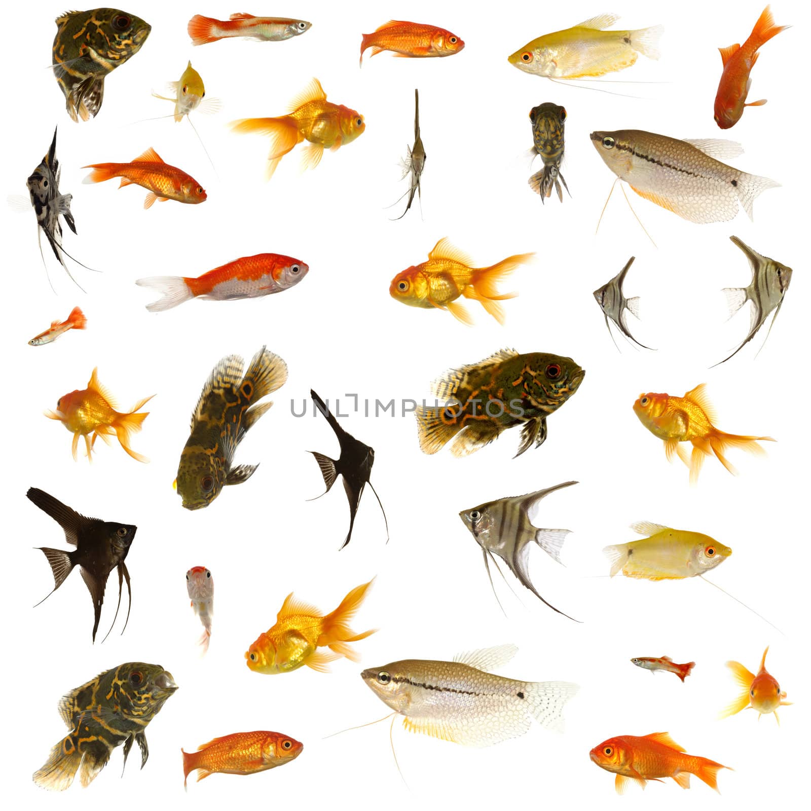 Fish collection with many different tropical fish.