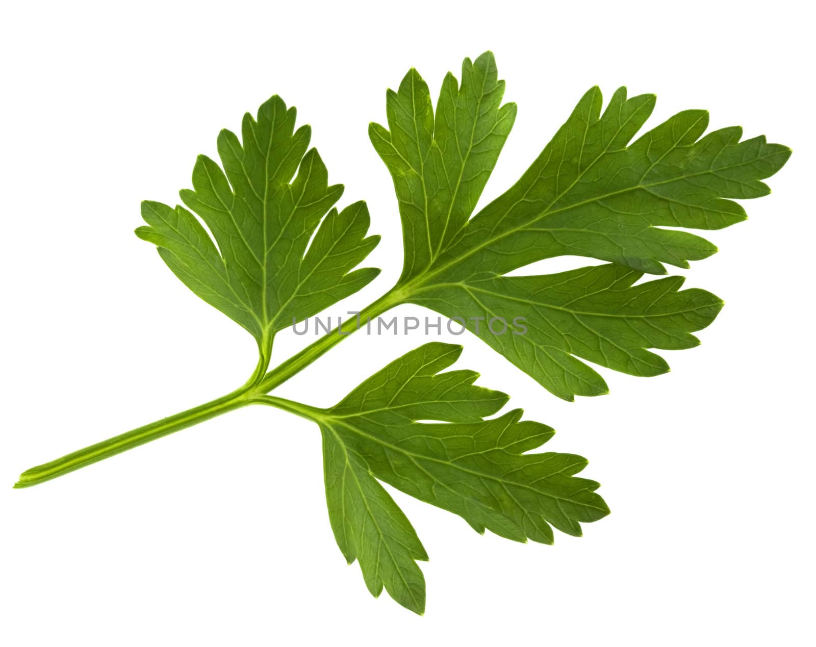 green leaf of parsley isolated on white