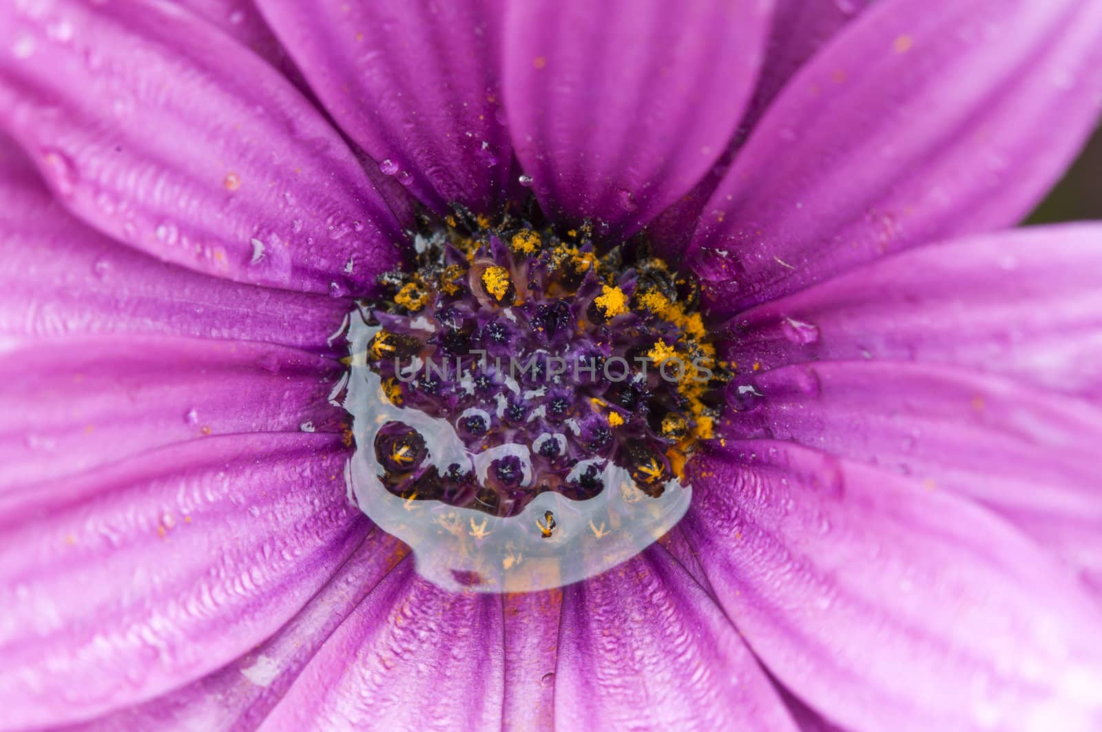 Purple and pink daisy flower in fool bloom