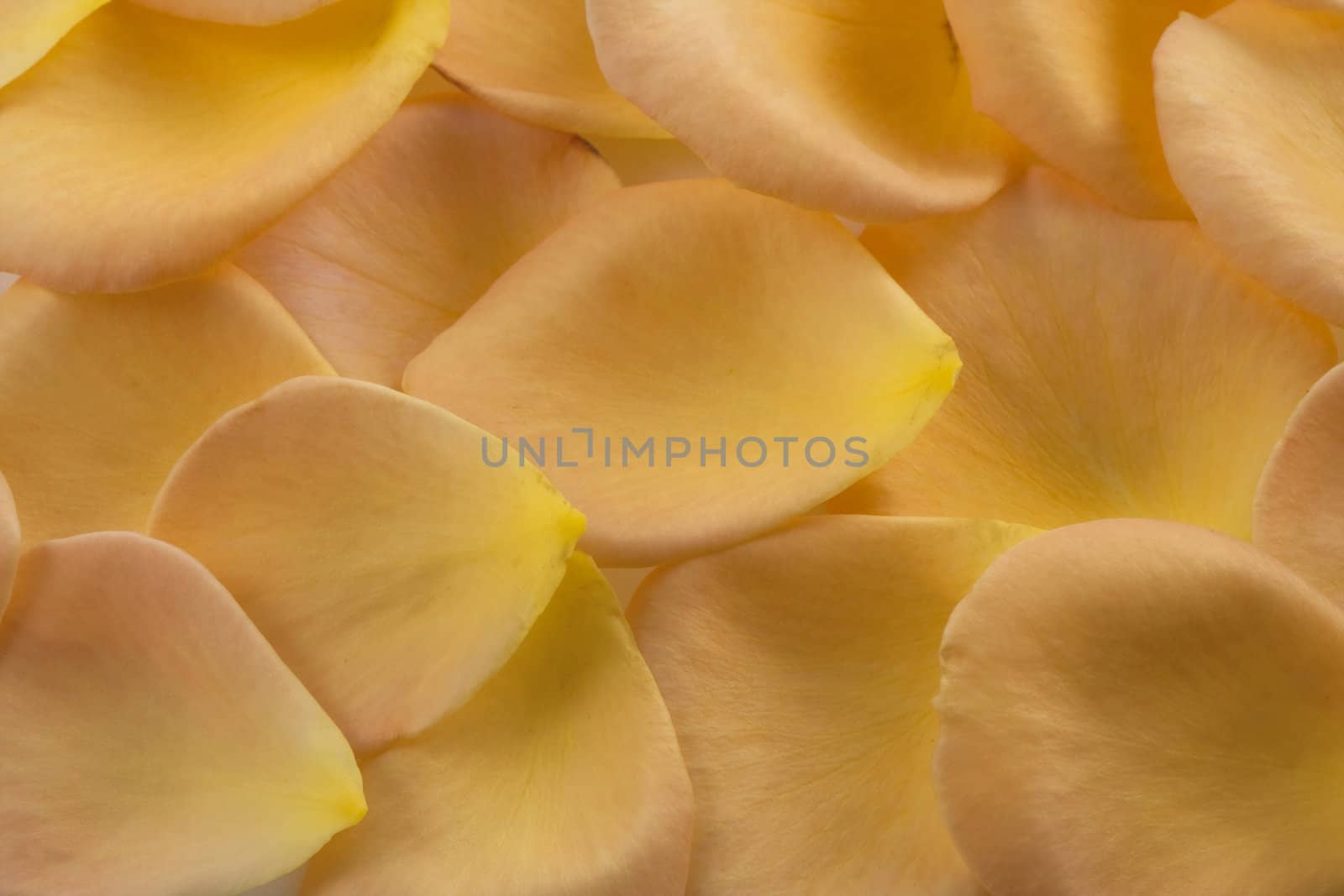 background of delicate yellow and orange rose petals, macro shot