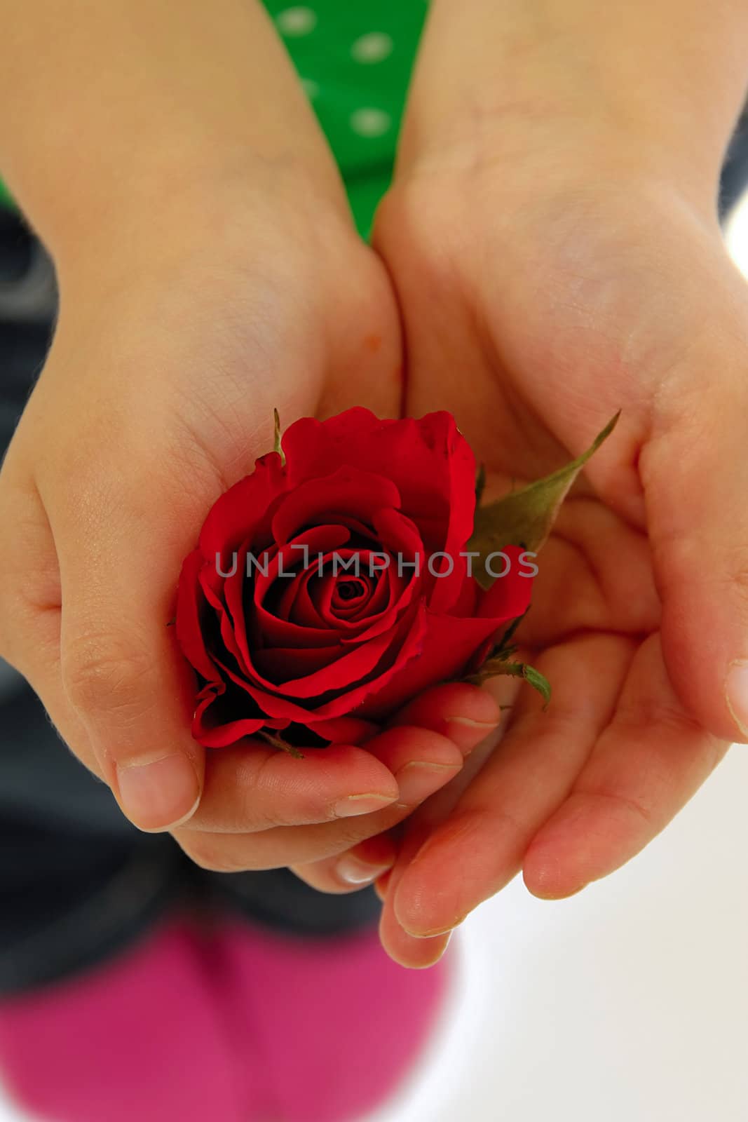 Child holding rose flower in hand on white background