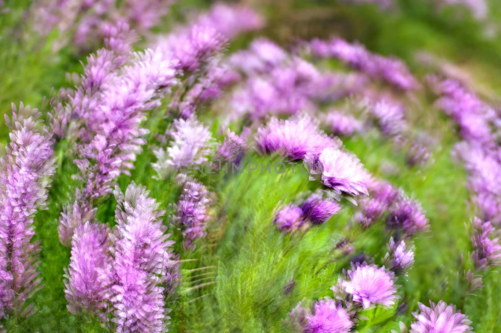 Purple and pink daisy flower in fool bloom. Impressionistic style.