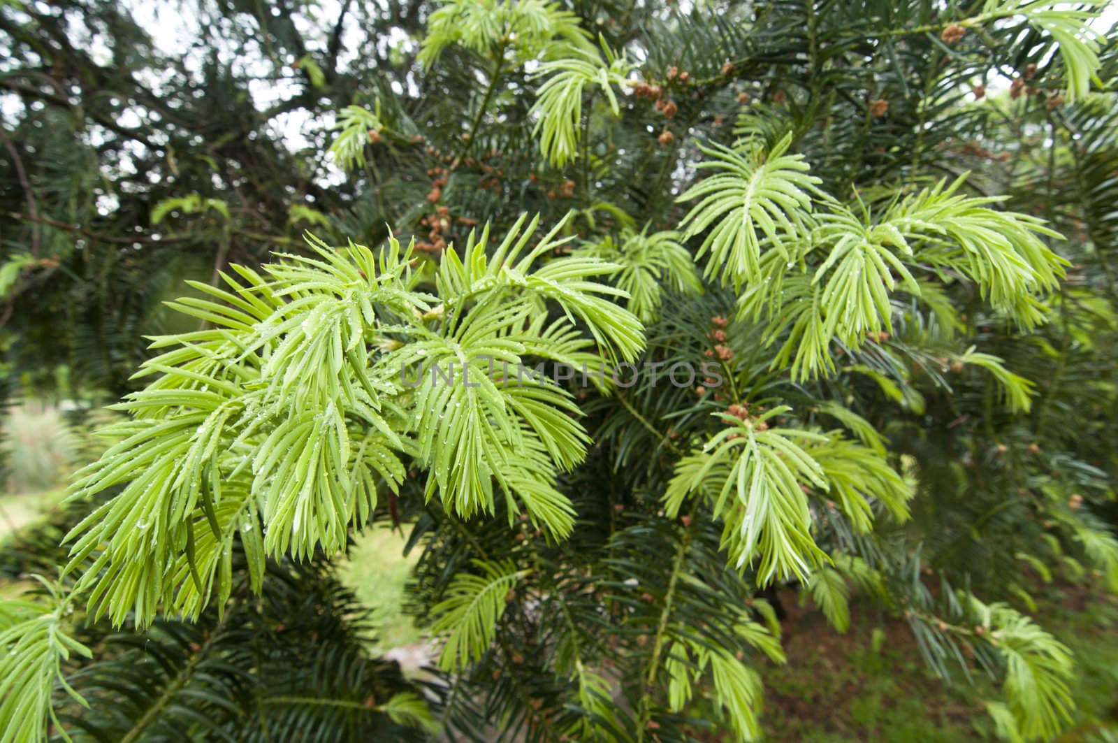 Green buds of a coniferous tree