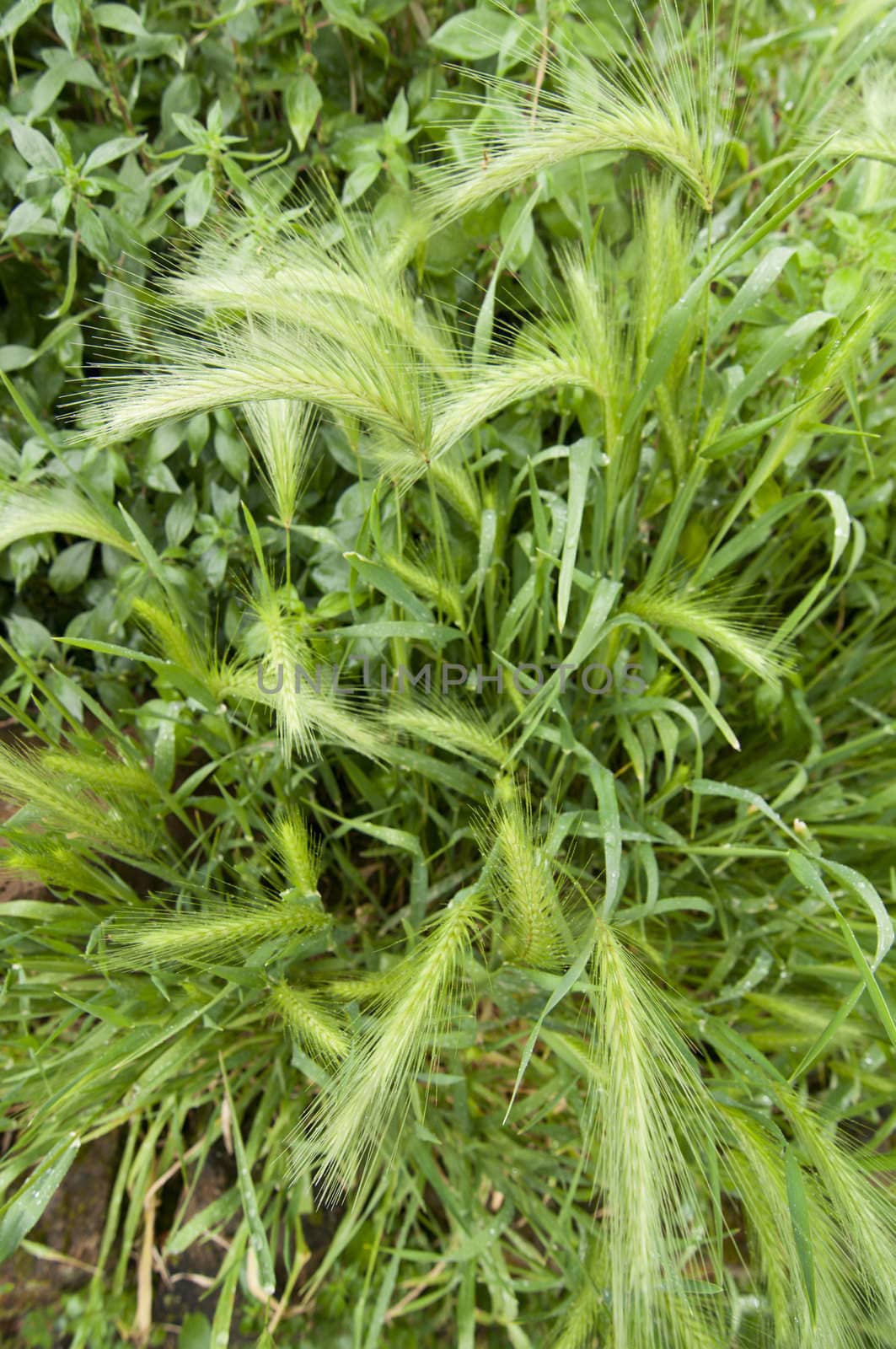 Closeup of grass spikes in Spring