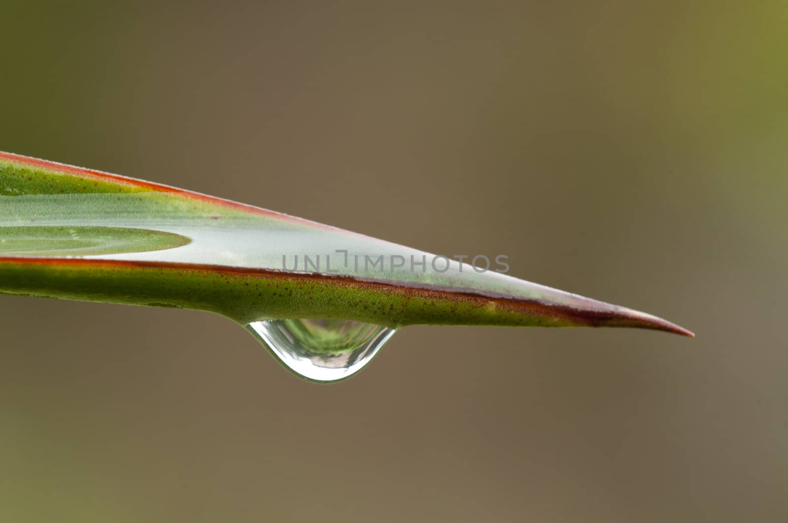 Rain drop on a leaf of a succulent thorny plant leaf