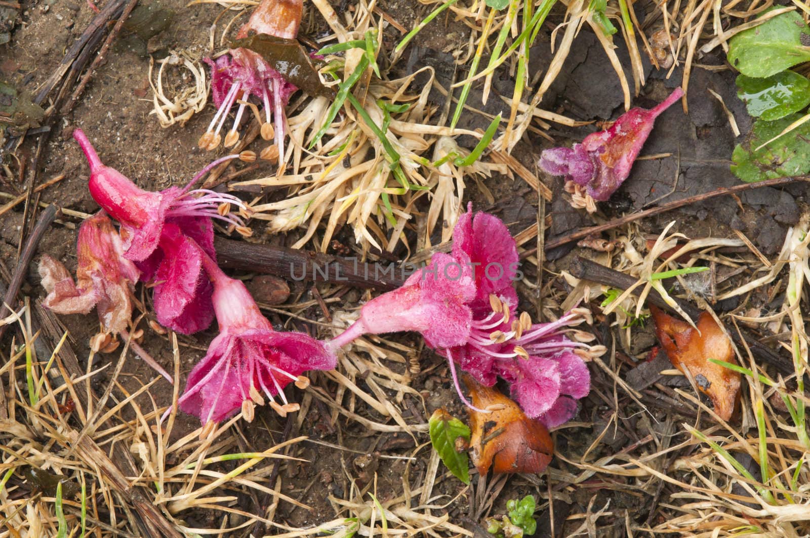Fallen pink flowers of Horse chestnut