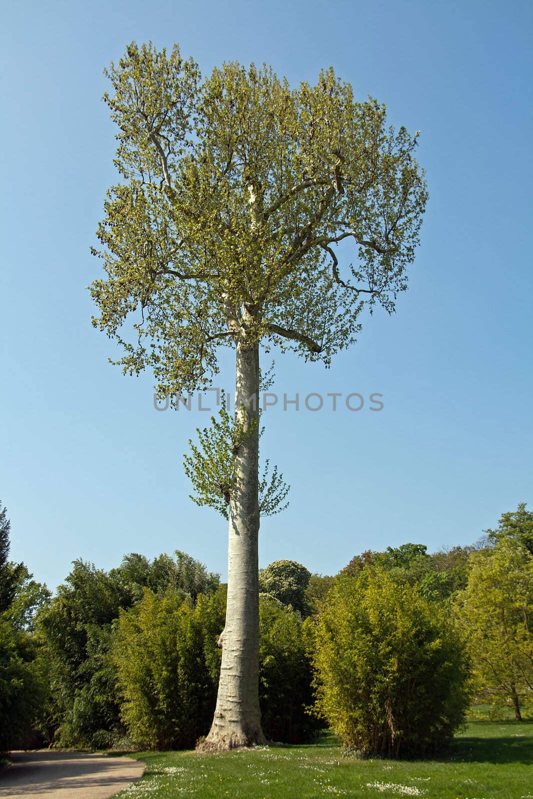 majestic oriental plane tree dominating the skyline