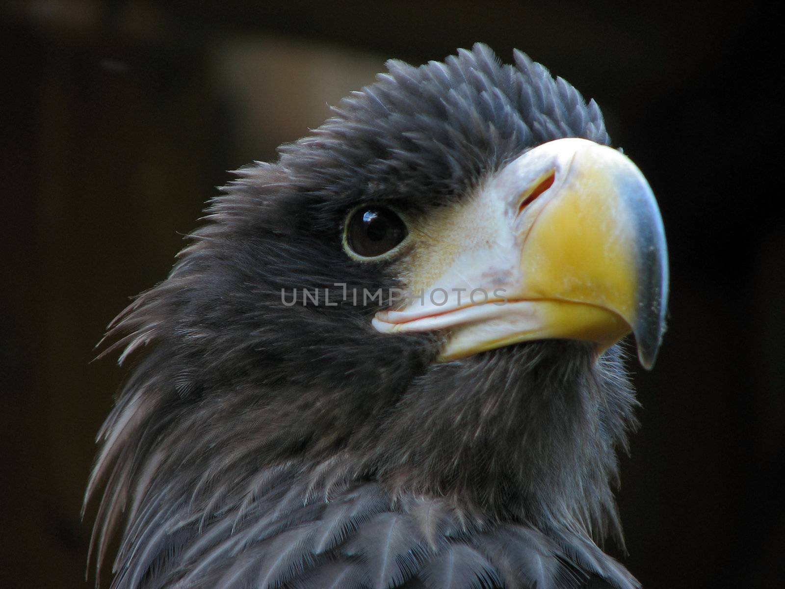 Portrait of golden eagle close up beak