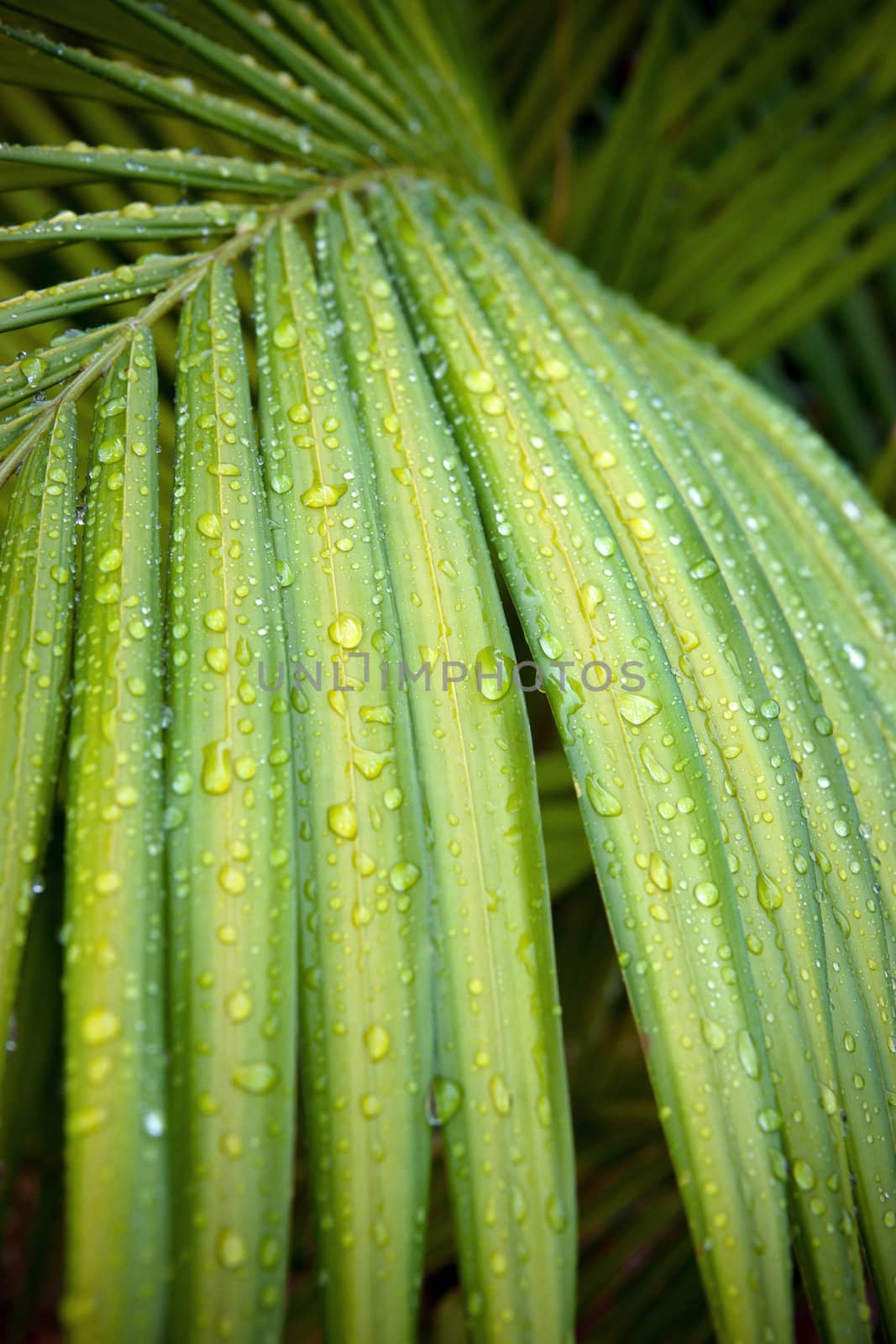 green palm leaf with water drops by clearviewstock