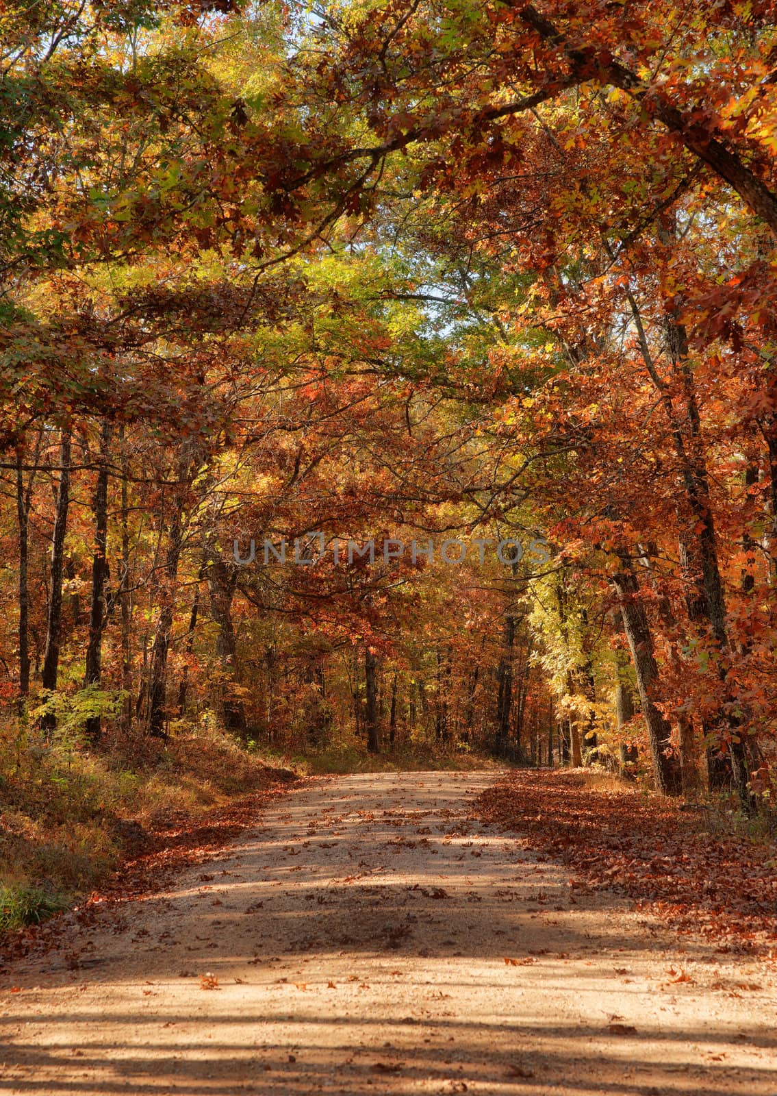 country rural road through the forest in autumn or fall
