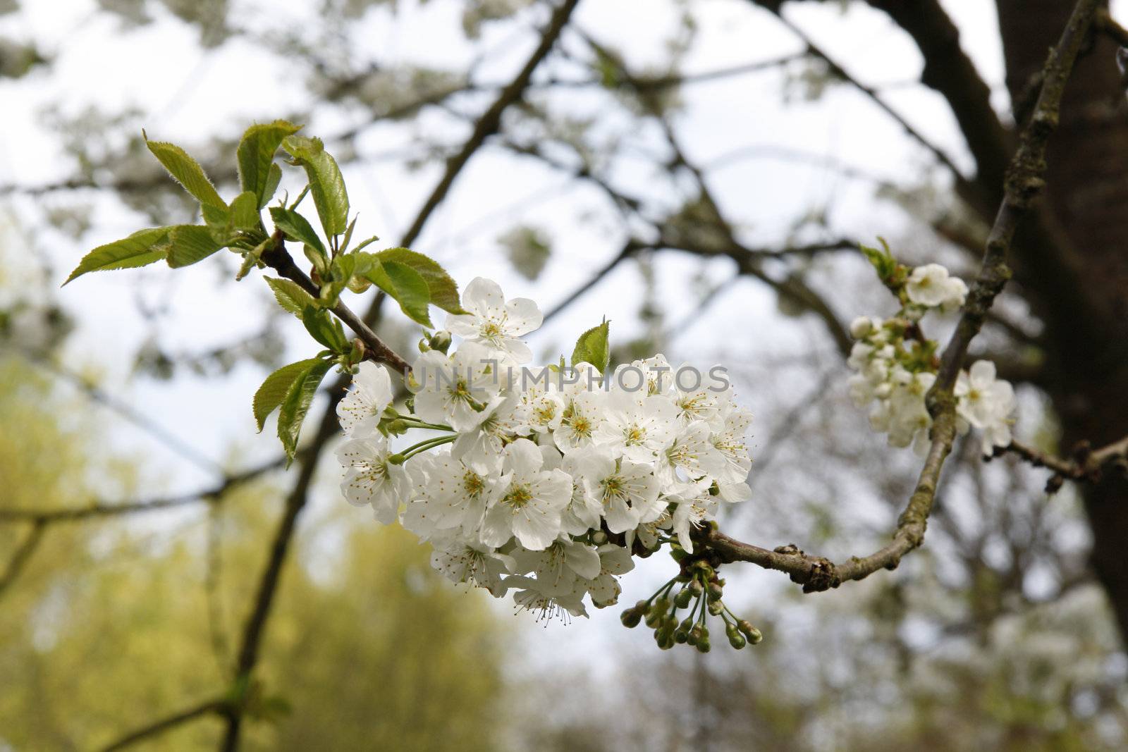 Blooming cherry tree in spring - outdoor shot