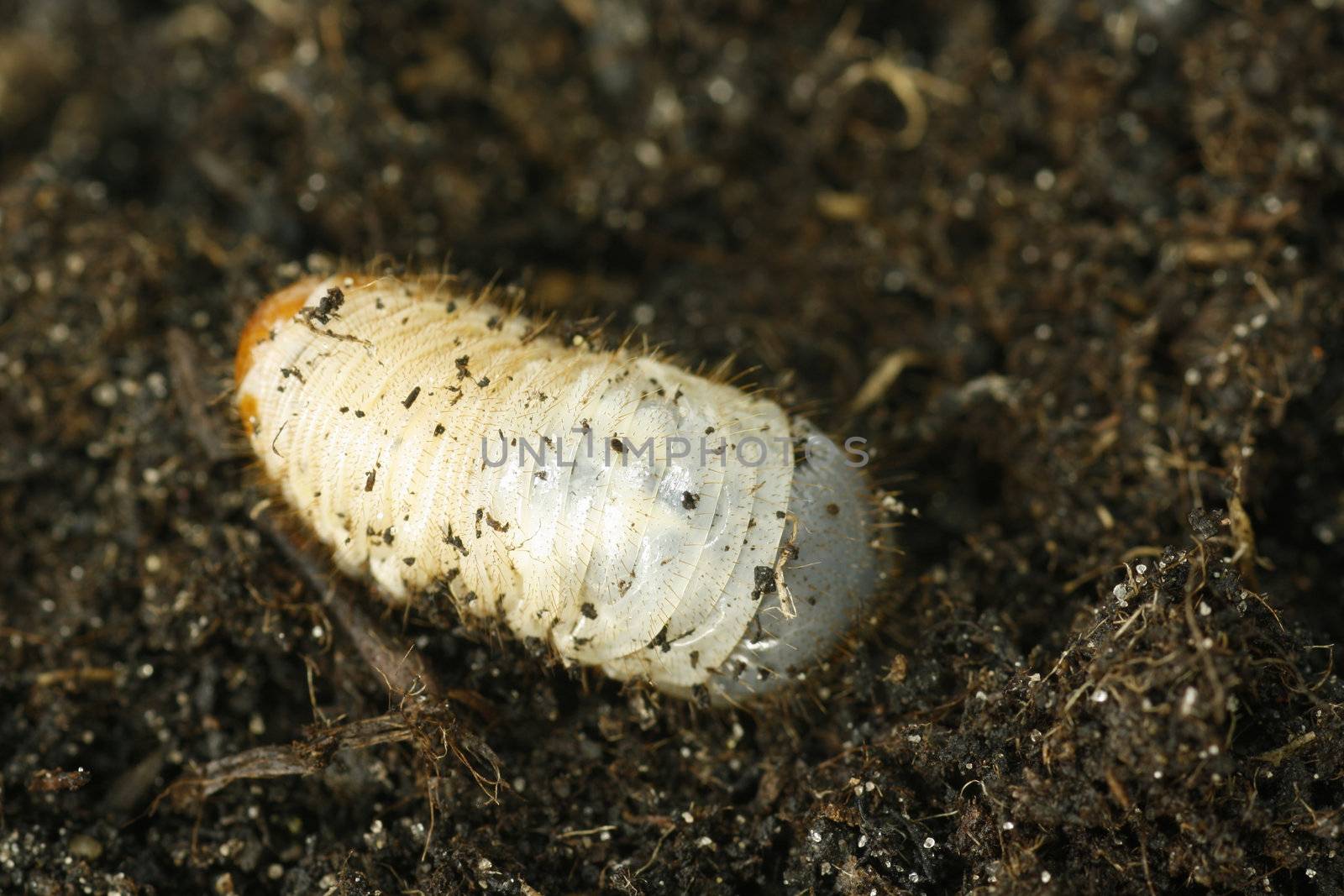 Close-up of a cockchafer grub on soil