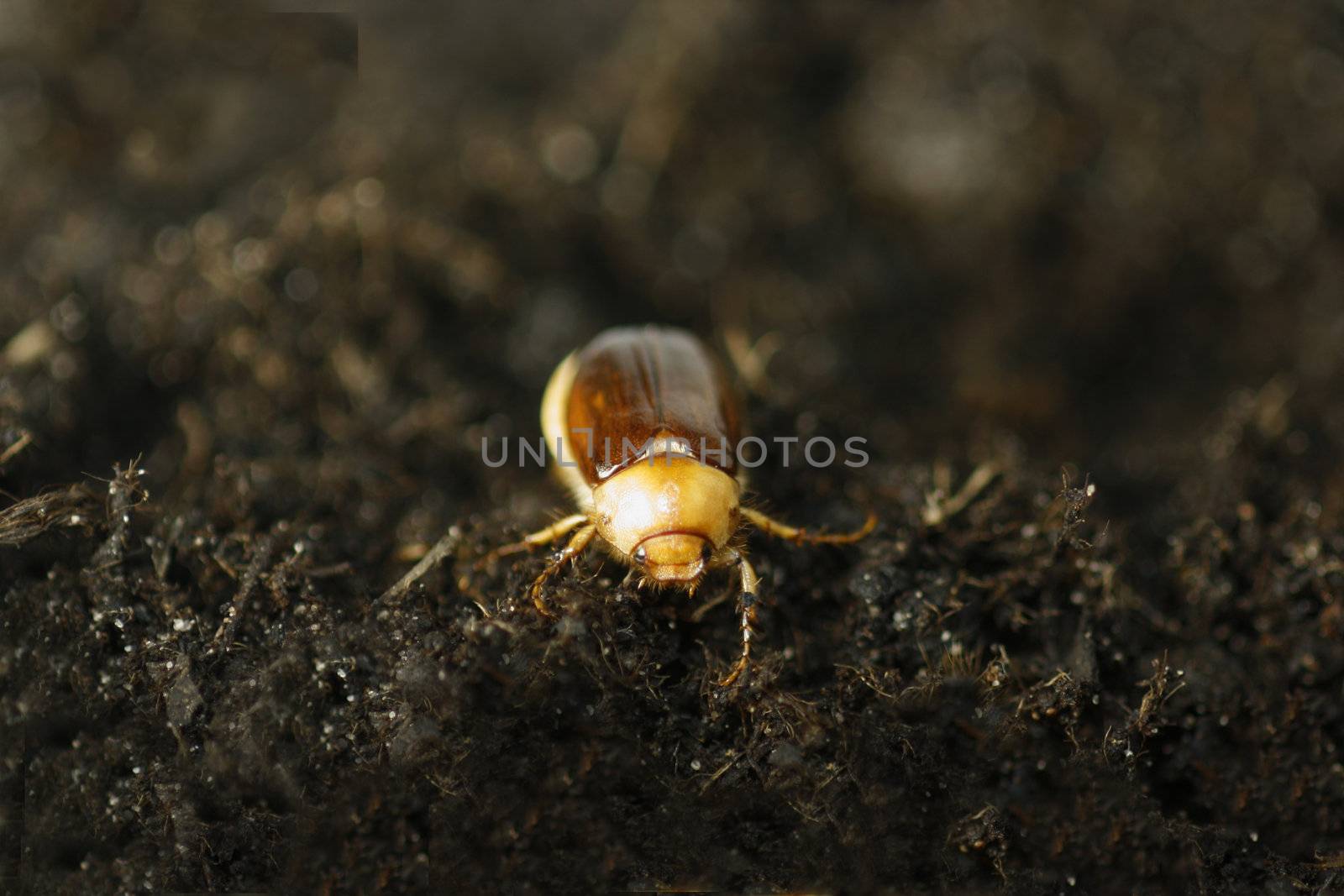 Close-up of a cockchafer on soil