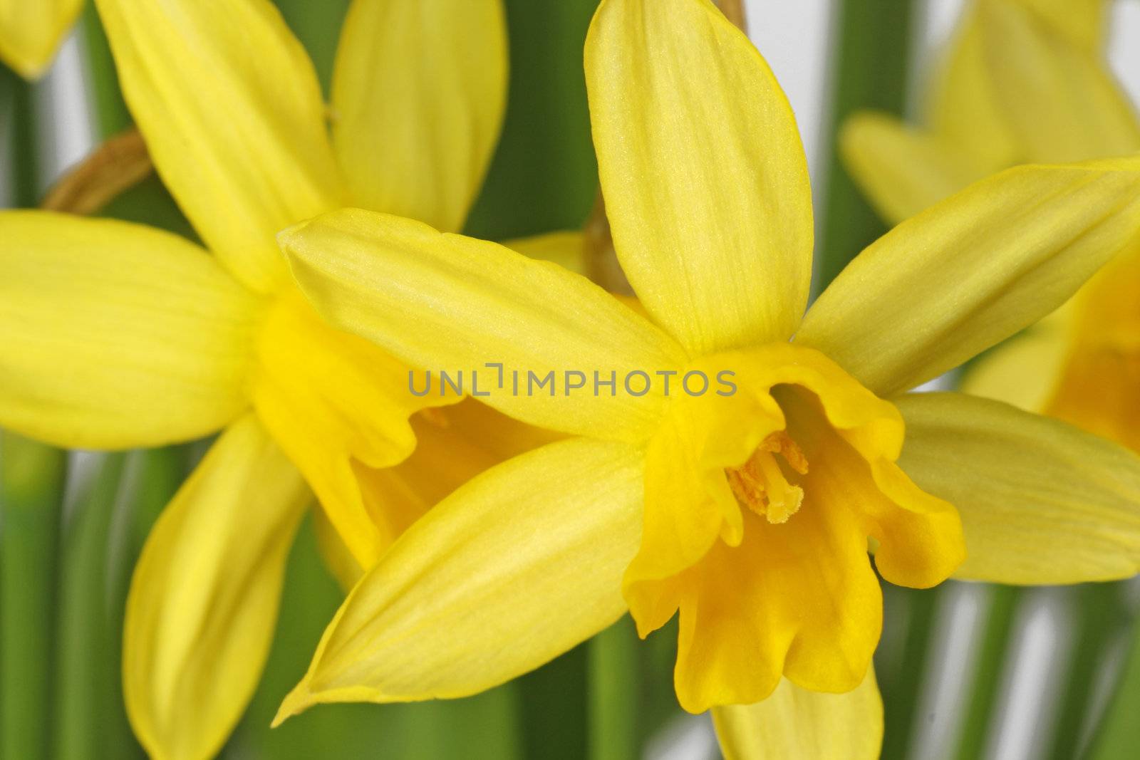 Daffodils by Teamarbeit