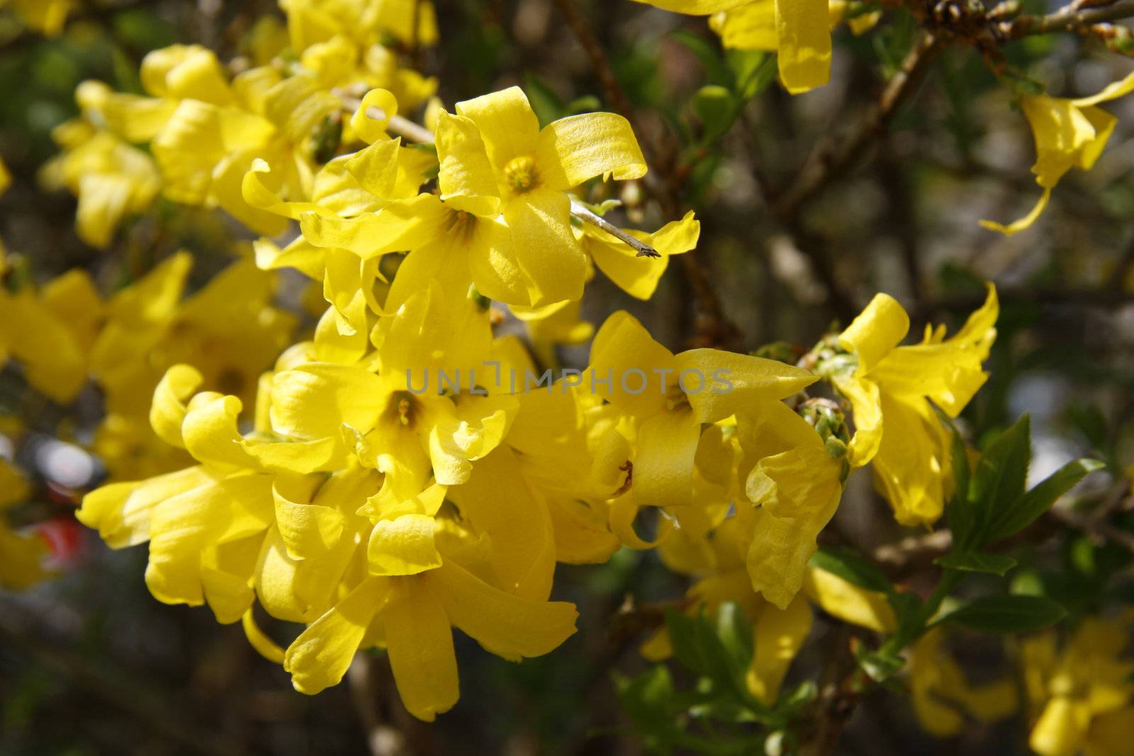 Blooming forsythia in spring - outdoor shot