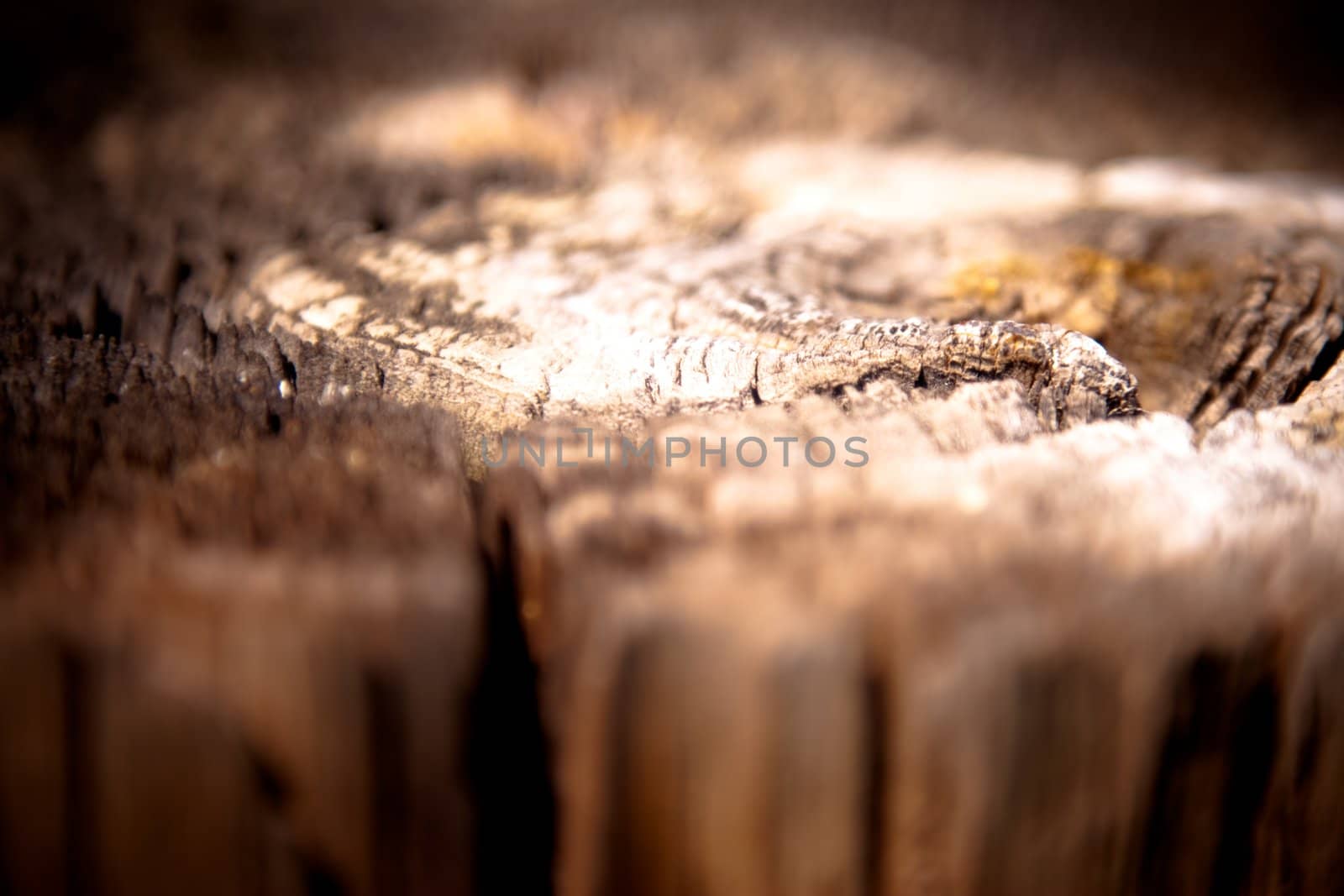Shallow depth of field image of the top of a post, the layers of the wood raised, focus in middle