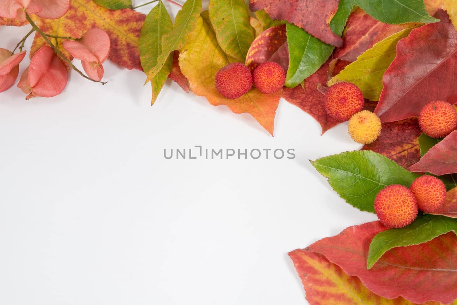 Autumn leaf composition by timscottrom