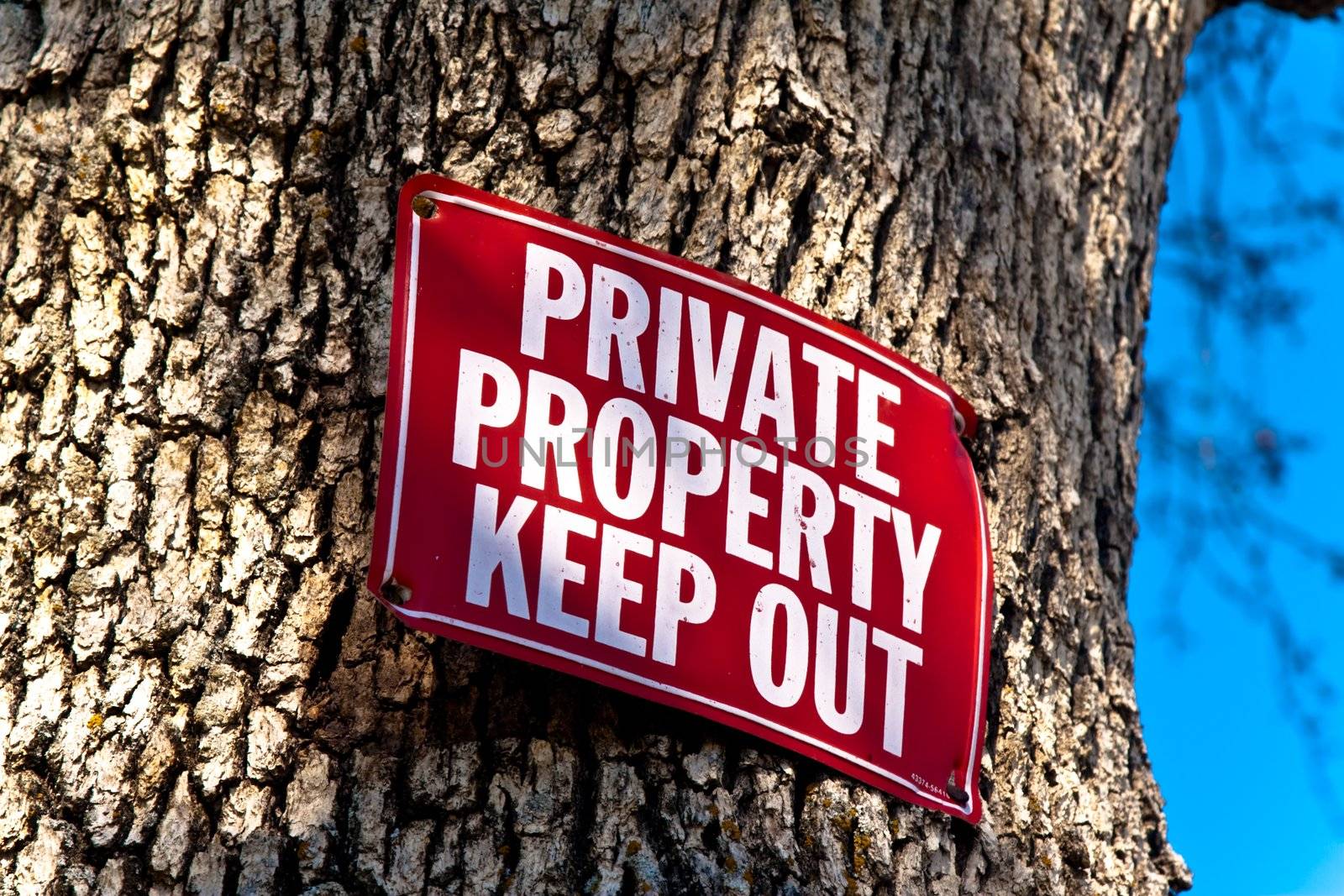 red Keep Out sign nailed to tree trunk, a sliver of blue sky on right of frame