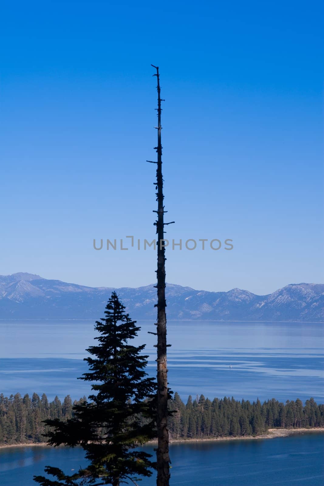 Burnt tree silhouetted against lake and distant mountains